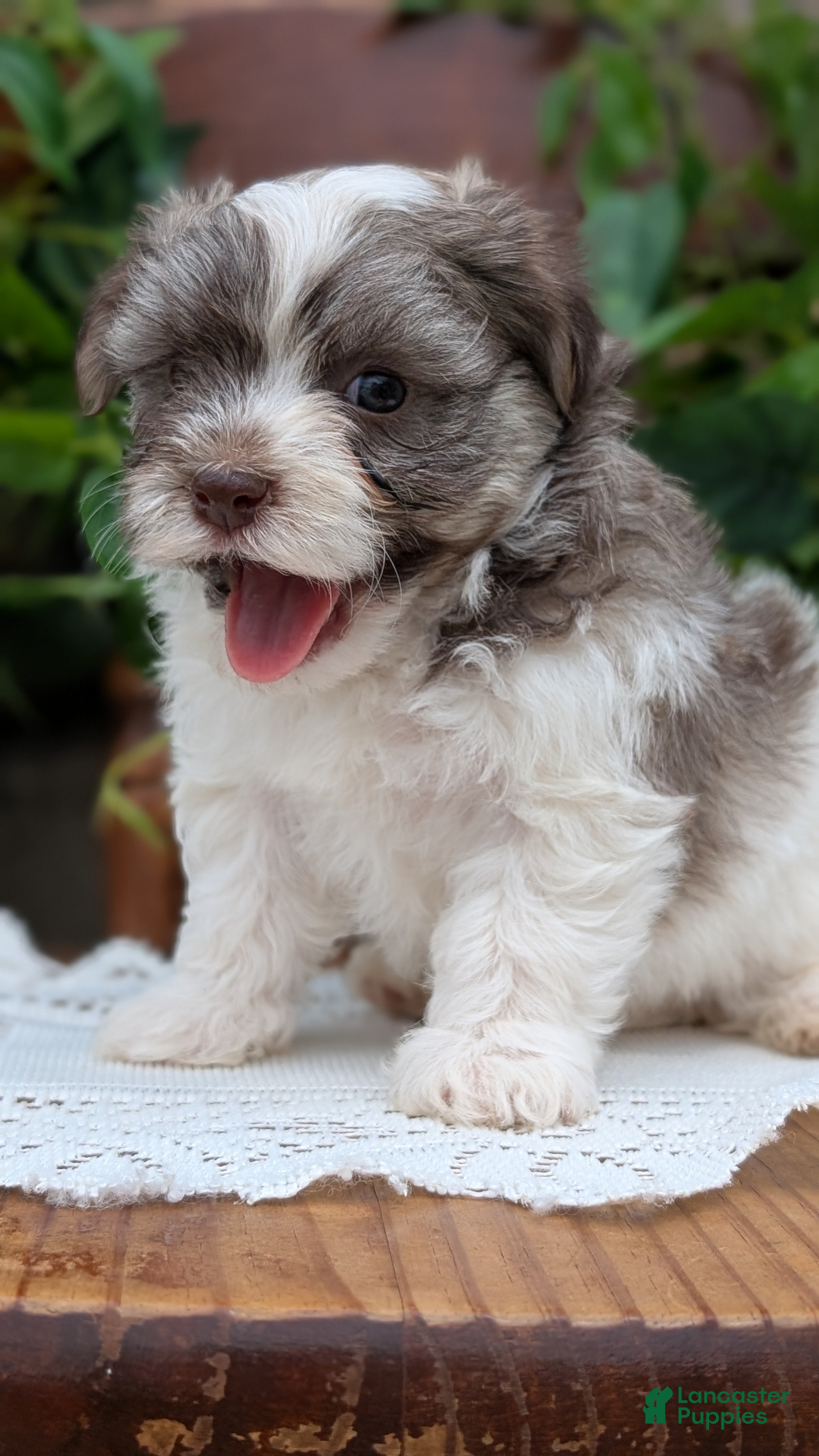 Havanese dogs  Nash - Ad 2