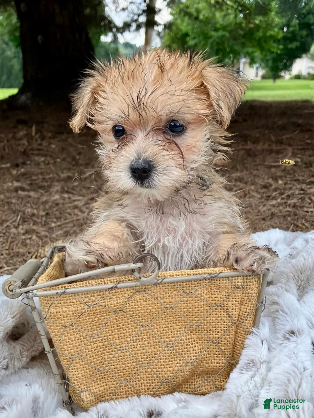Morkie dogs for sale: Oakley - Ad 6