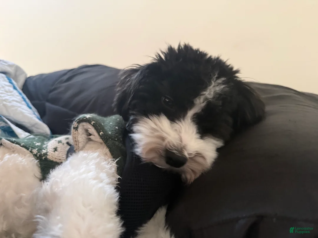 Mixed Breed dogs for sale: Mixed Breed Puppy 1 - Ad 3