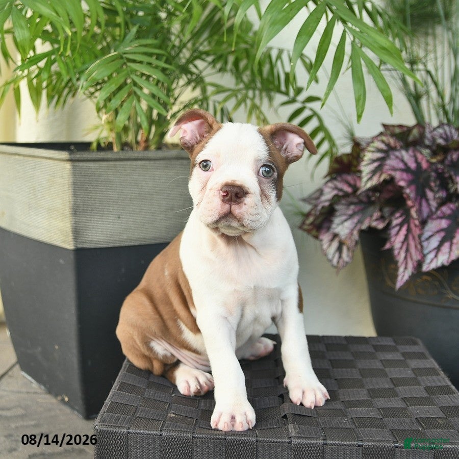 Boston Terrier dogs Rosemary  - Ad 1