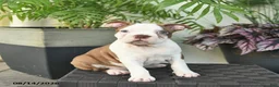 Boston Terrier dogs for sale: Rosemary  - Ad 1