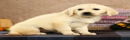 Golden Retriever dogs for sale: Gina - Ad 8