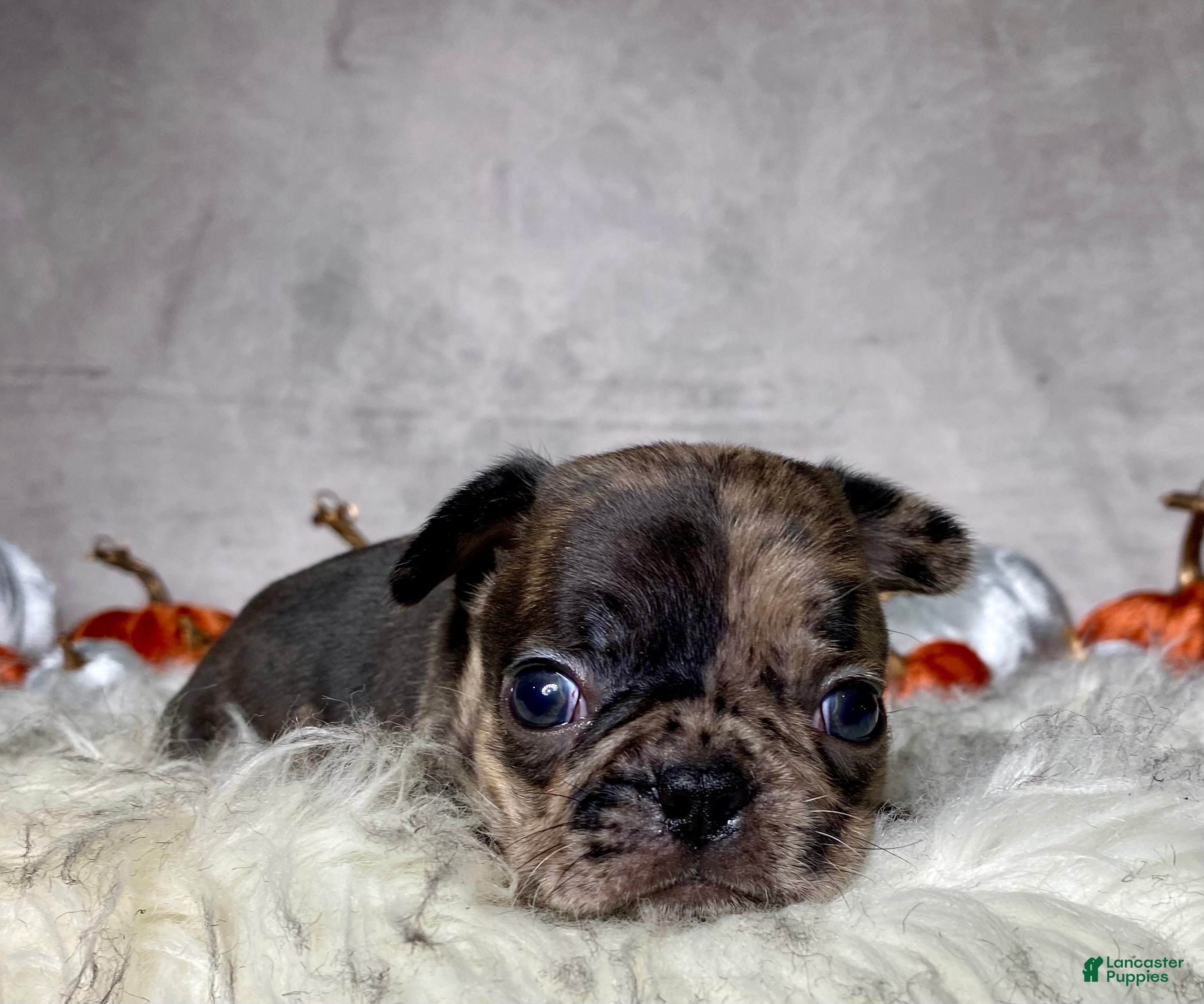 Mixed Breed dogs for sale: Mr. Beau  - Ad 2