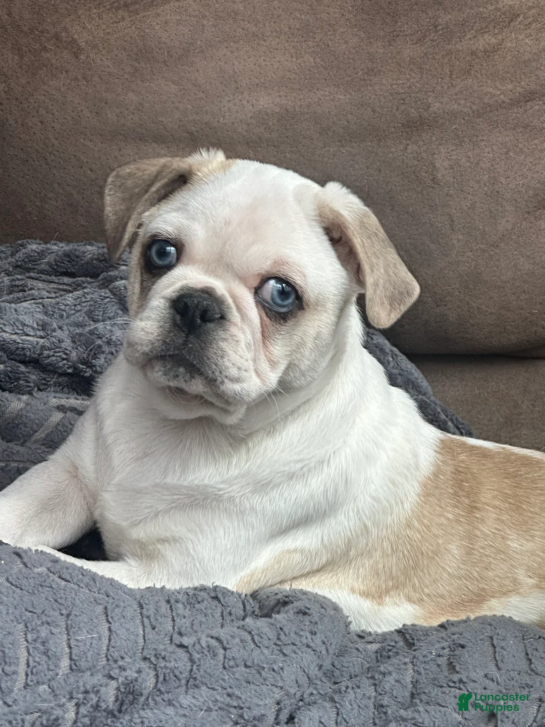 Pug dogs for sale: Finnley - Ad 1