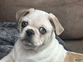 Pug dogs for sale: Finnley - Ad 2