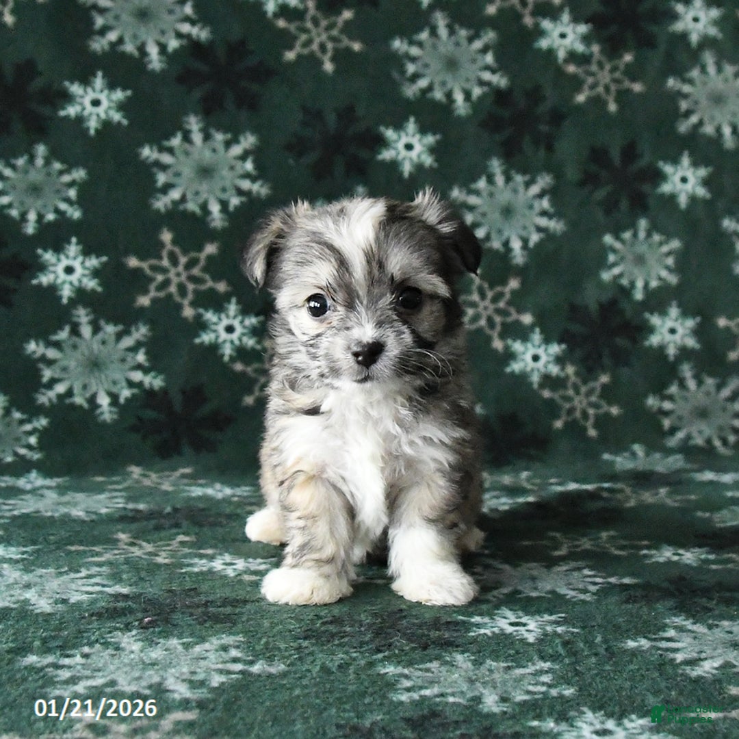 Mixed Breed dogs for sale: Tiny - Ad 3