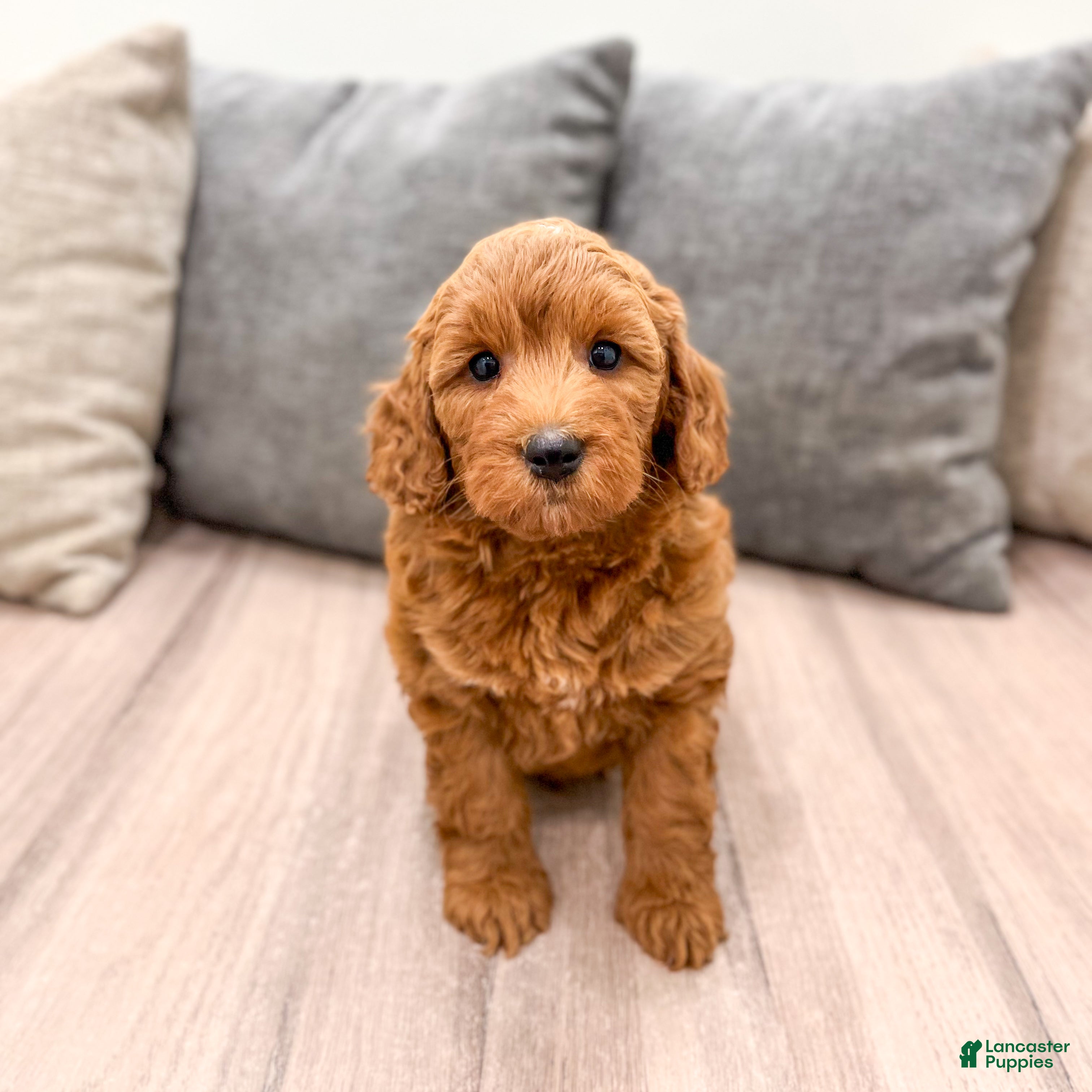 Mini Goldendoodle dogs Wally - Ad 2