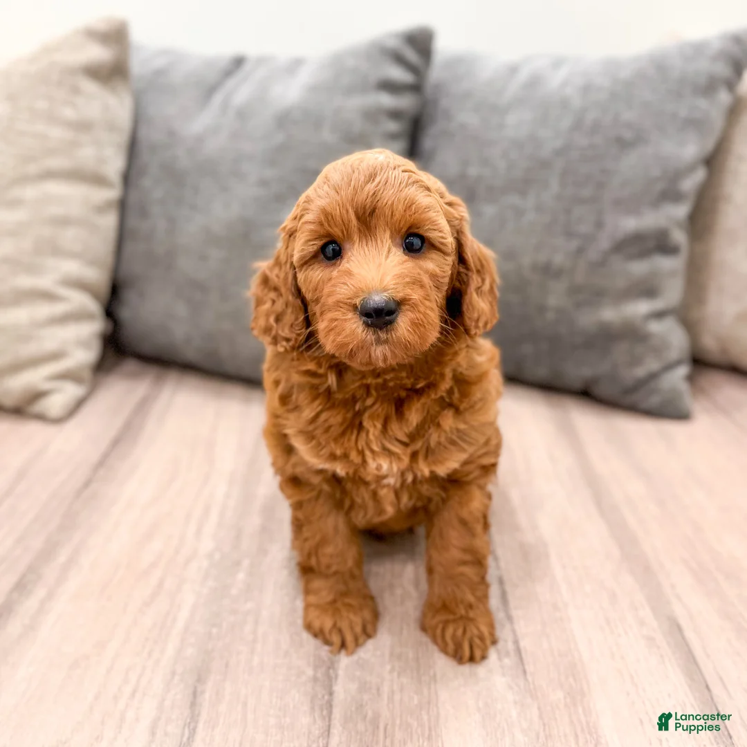 Mini Goldendoodle dogs for sale: Wally - Ad 2