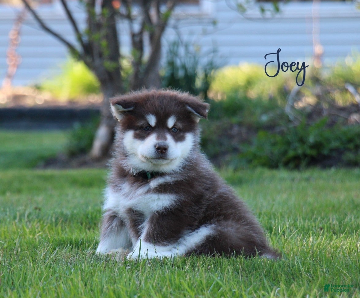 Alaskan Malamute dogs Joey  - Ad 1