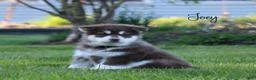 Alaskan Malamute dogs for sale: Joey  - Ad 1