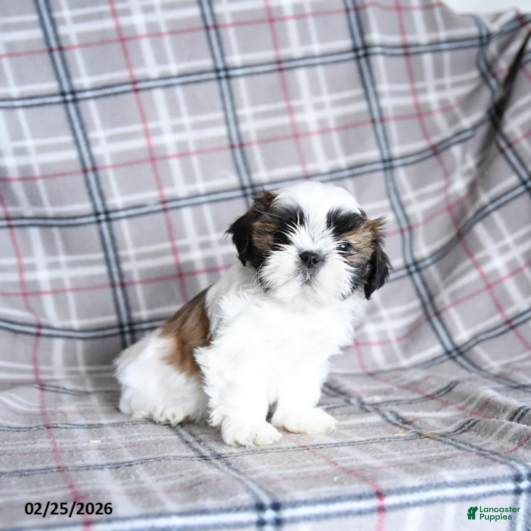 Shih Tzu dogs for sale: Scuffy - Ad 5