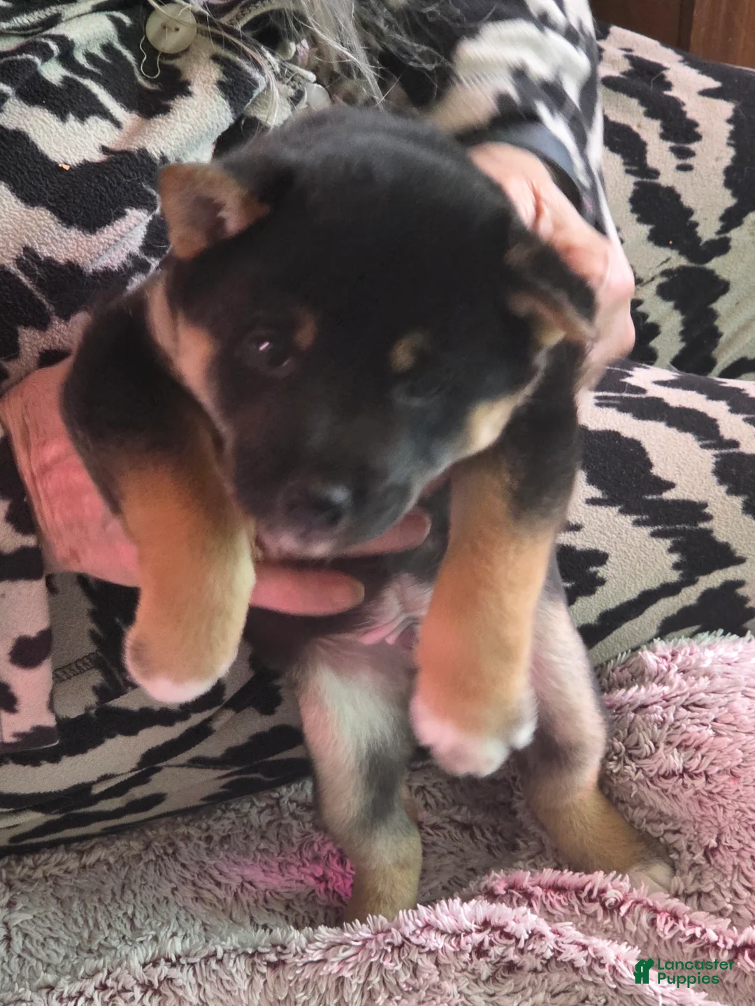 Shiba Inu dogs for sale: Shiba Inu Puppy 4 - Ad 2