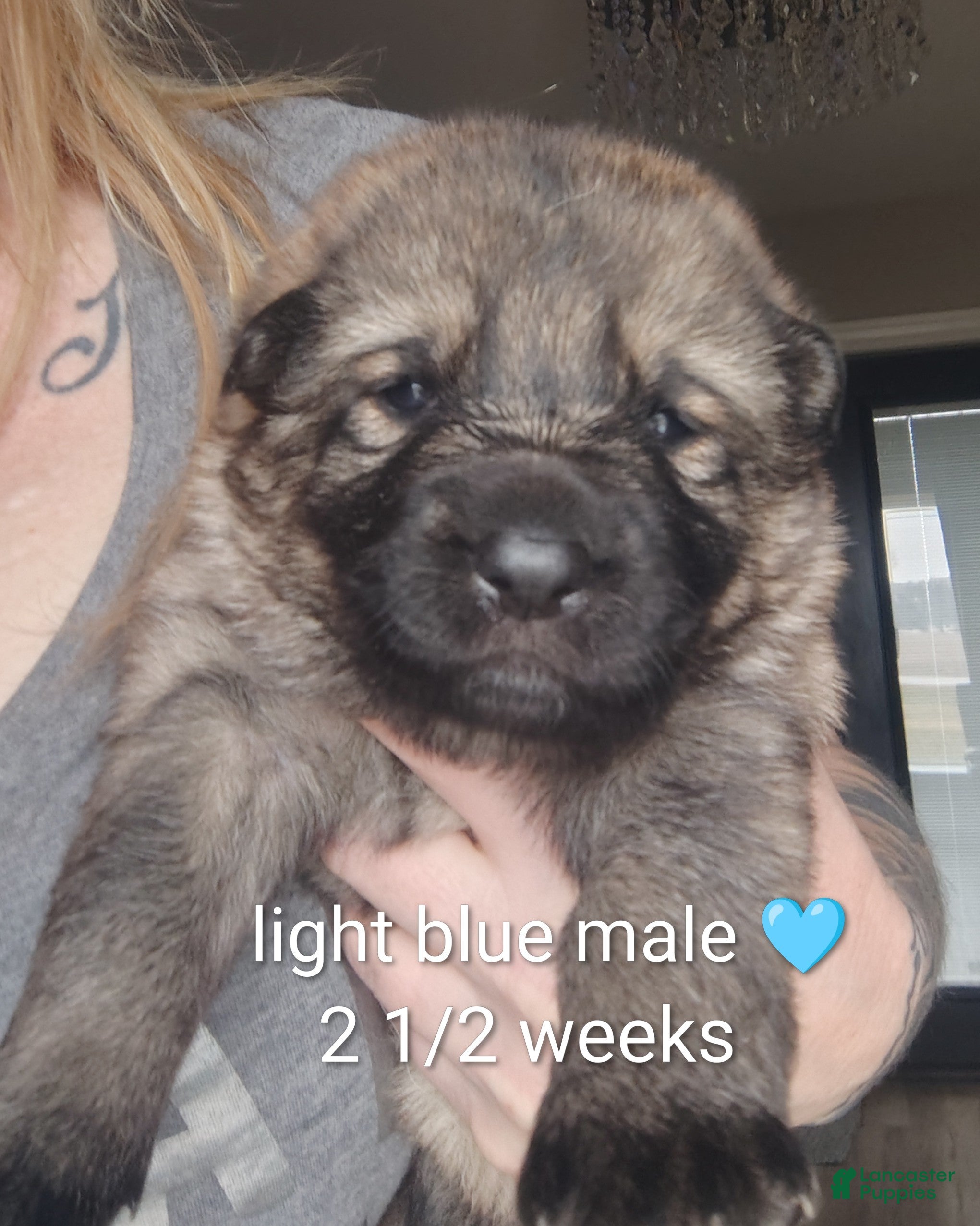 German Shepherd dogs Opie - Ad 2