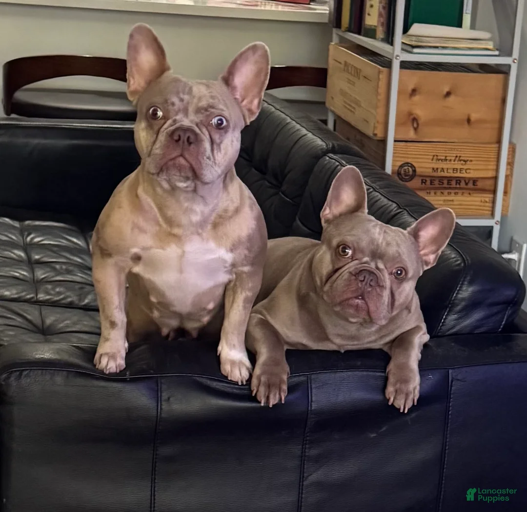 French Bulldog dogs for sale: Lenon - Ad 2