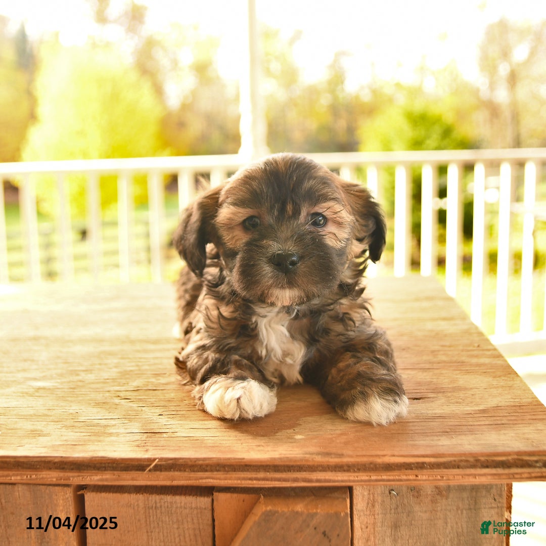 Shorkie dogs for sale: Monty - Ad 8