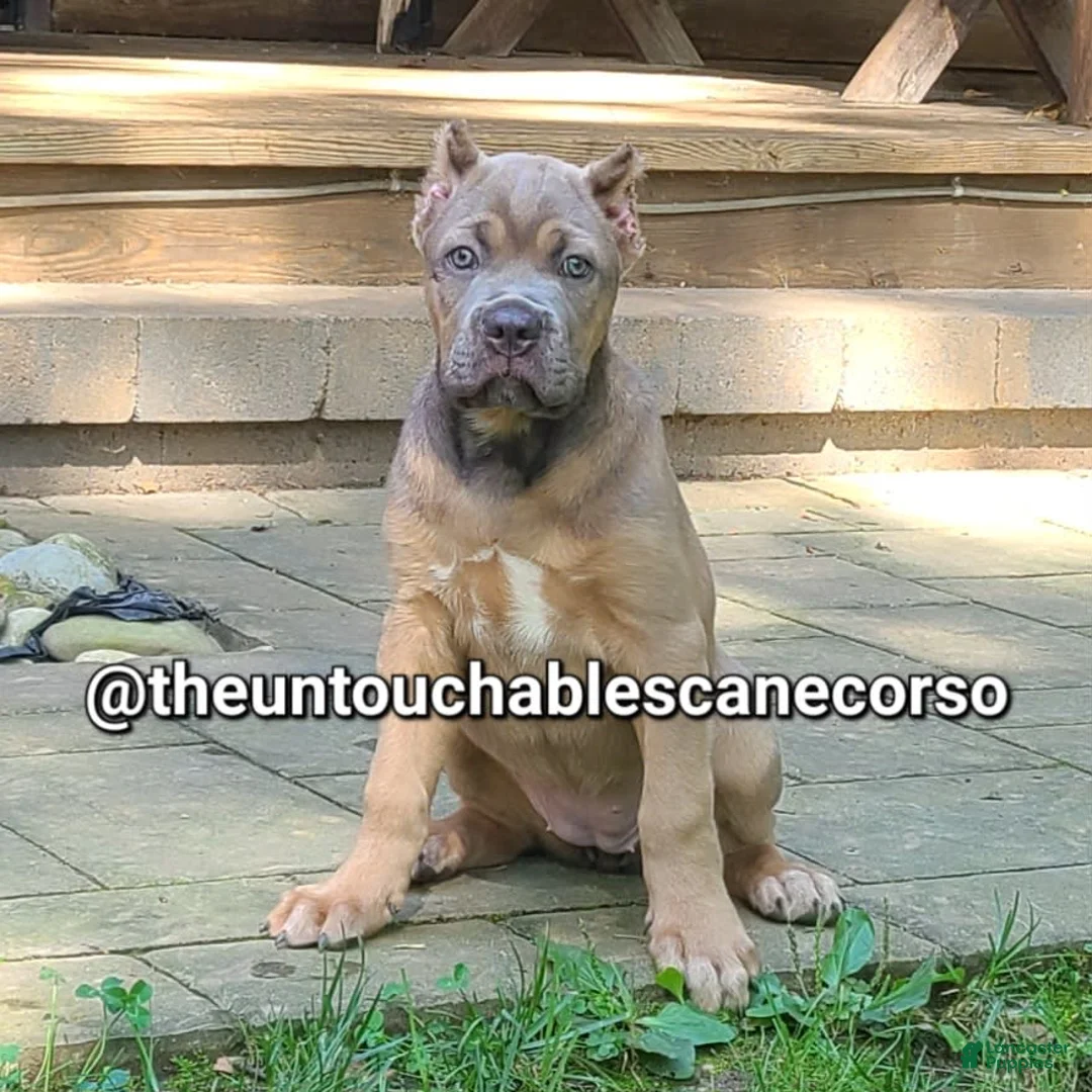 Cane Corso dogs for sale: Doja - Ad 7