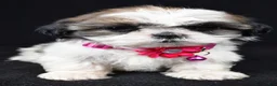 Shih Tzu dogs for sale: Trixie - Ad 7
