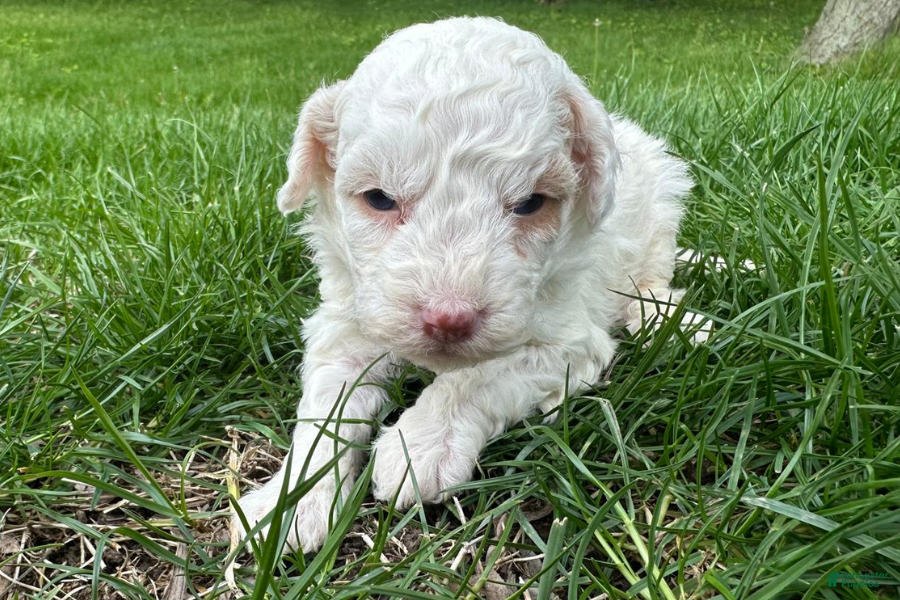Mini Bernedoodle dogs Sugar - Ad 22