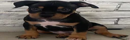 American Bully dogs for sale:  1 - Ad 4