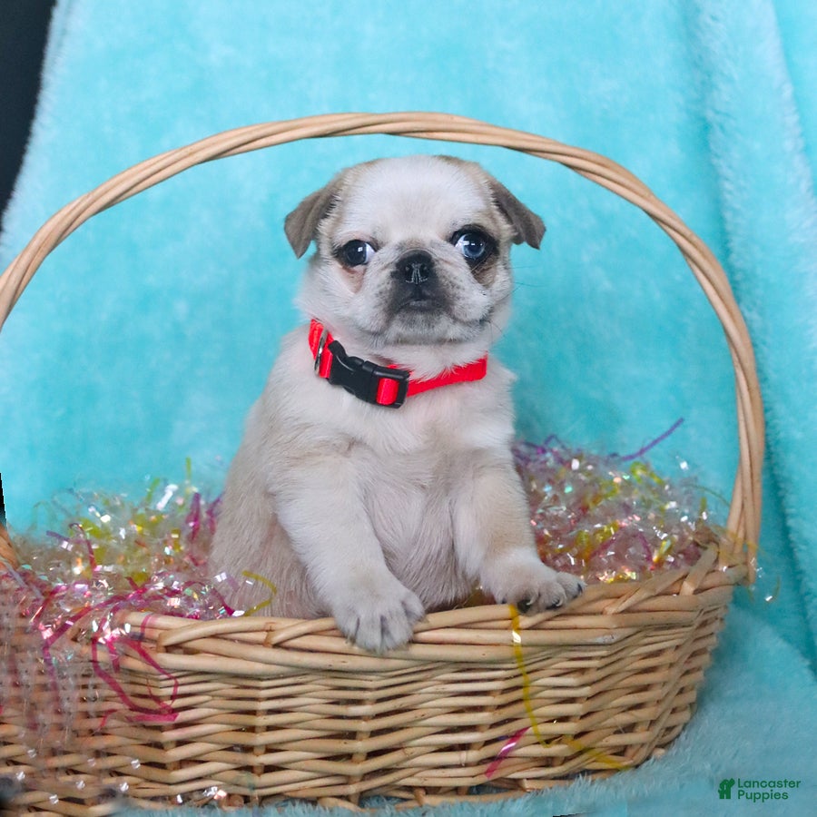 Pug dogs Percy - Ad 1