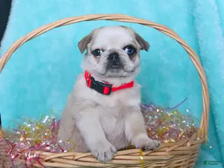 Pug dogs for sale: Percy - Ad 3