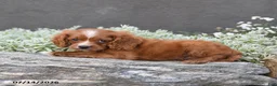Cavapoo dogs for sale: Dustin - Ad 4