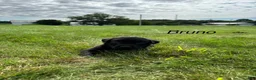 Labrador Retriever dogs for sale: Bruno - Ad 4