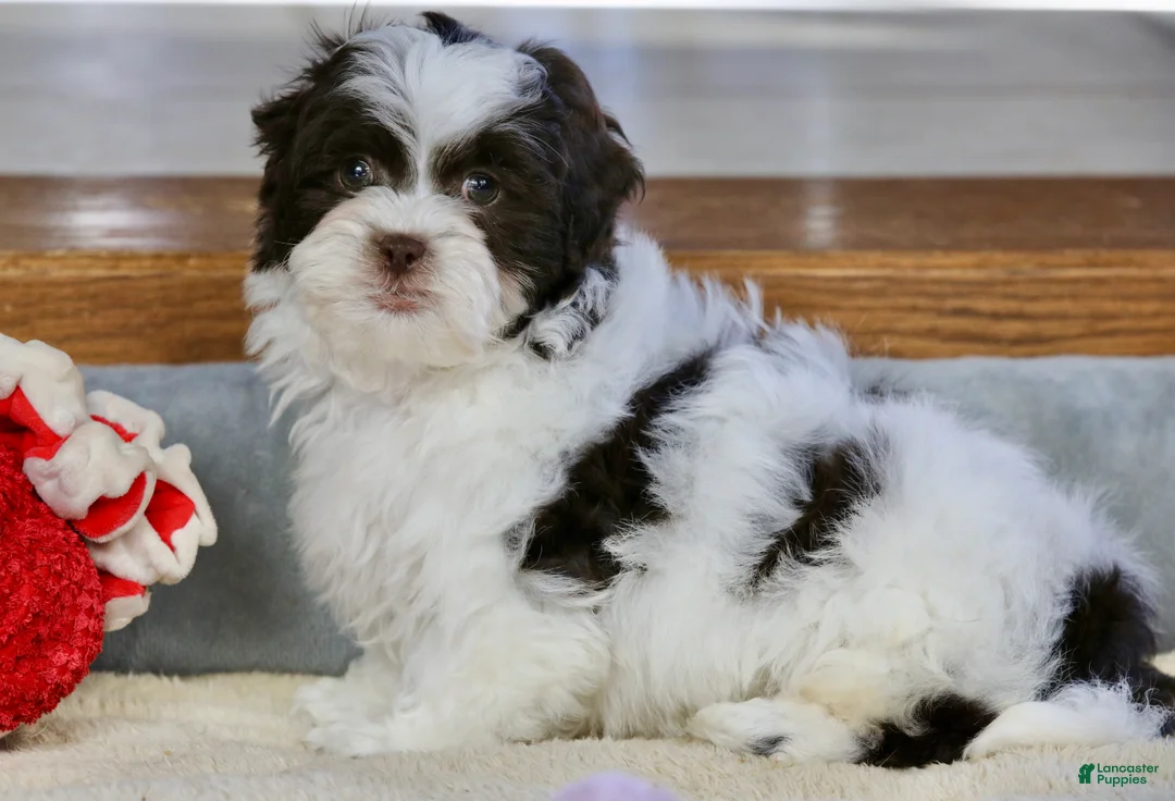 Shihpoo dogs for sale: Everlee - Ad 6