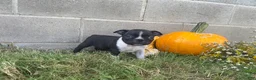 Boston Terrier dogs for sale: Leo - Ad 1
