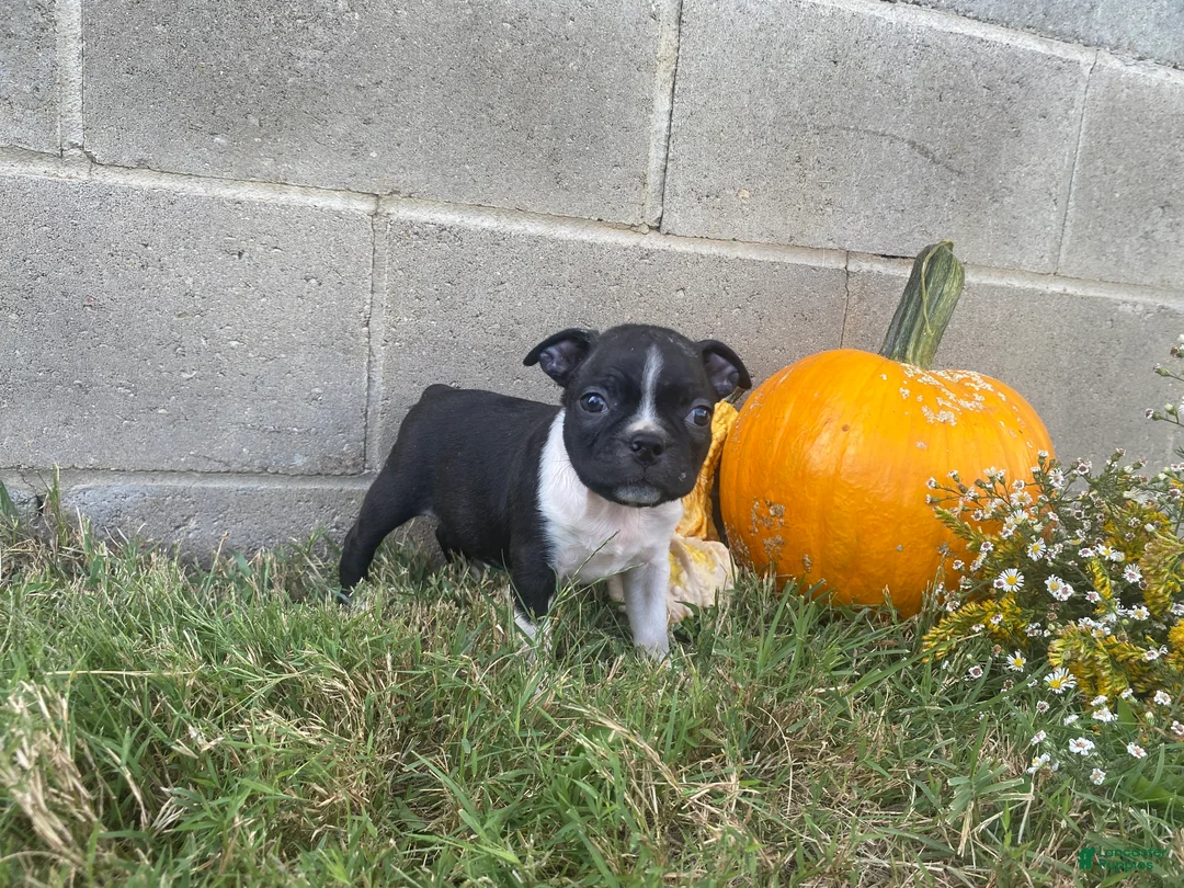 Boston Terrier dogs for sale: Leo - Ad 1