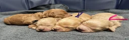 Mini Goldendoodle dogs for sale: Precious  - Ad 13