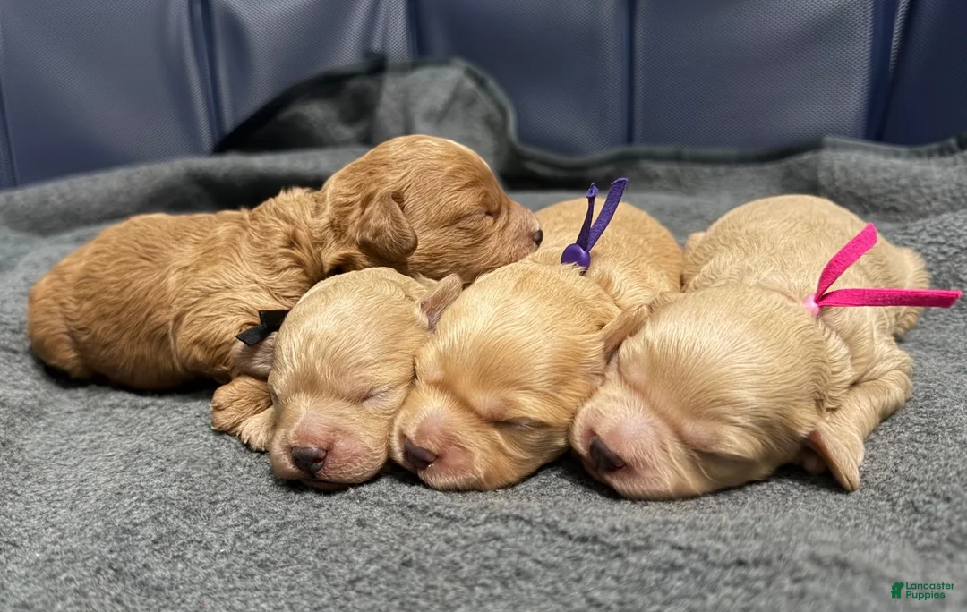 Mini Goldendoodle dogs for sale: Precious  - Ad 13