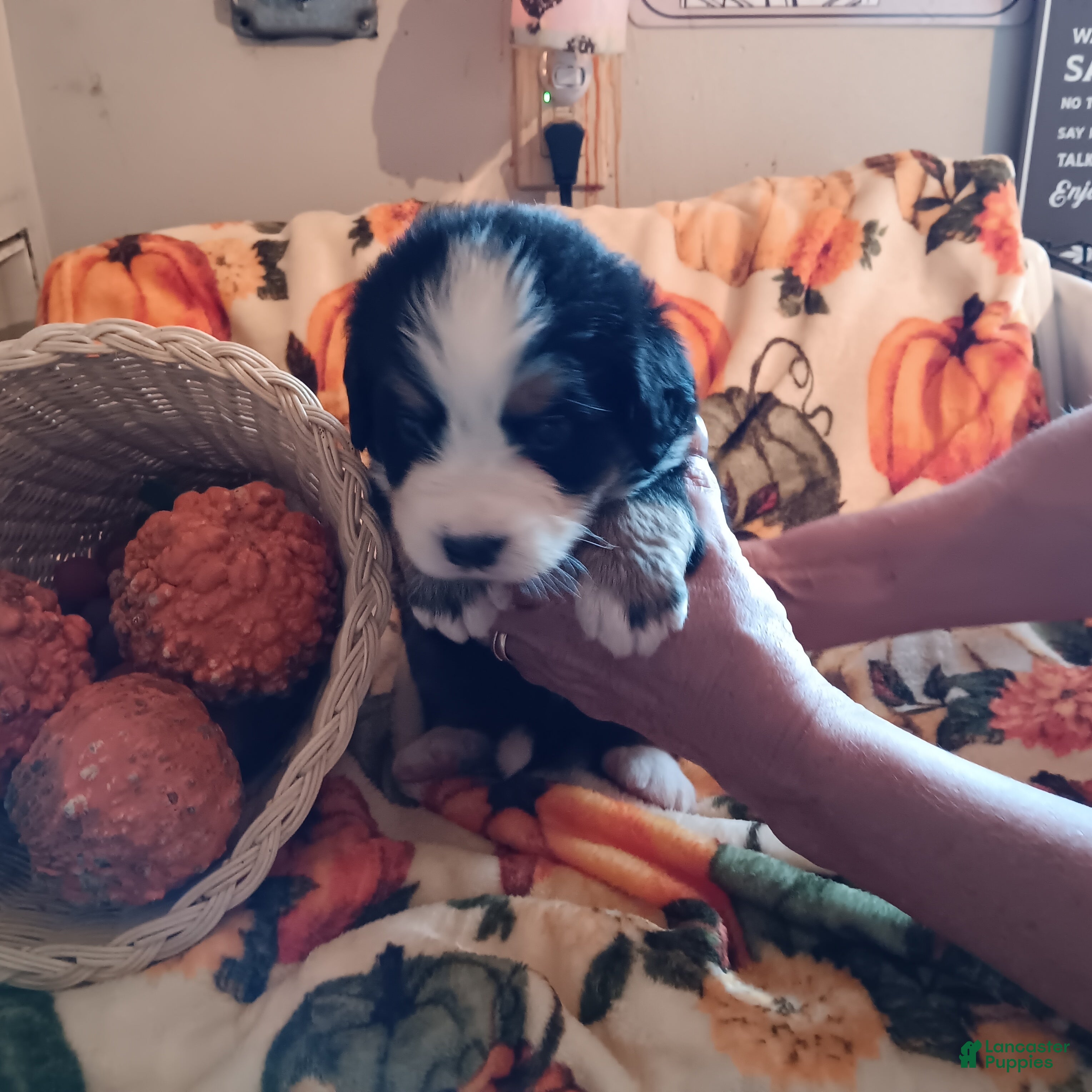 Bernese Mountain Dog dogs Grace - Ad 4