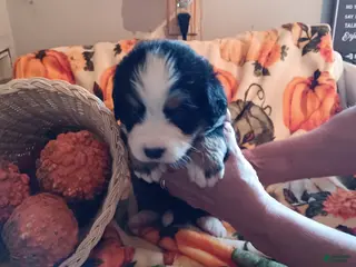 Bernese Mountain Dog dogs Grace - Ad 4