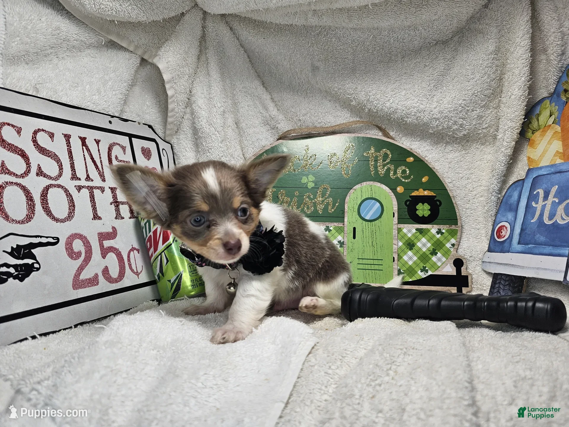 Chihuahua dogs Ali Babba (long-hair) - Ad 5