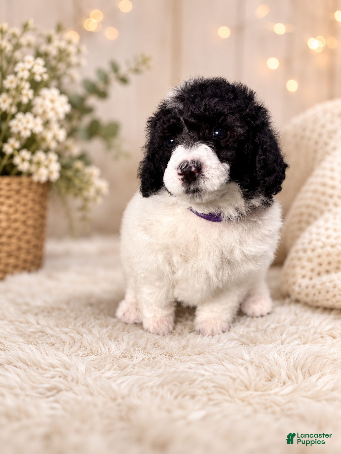 Miniature Poodle dogs for sale: Miniature Poodle Purple - Ad 2