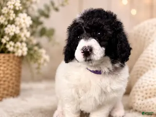Miniature Poodle dogs for sale: Miniature Poodle Purple - Ad 2