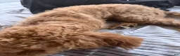 Goldendoodle dogs for sale: Pumpkin - Ad 4
