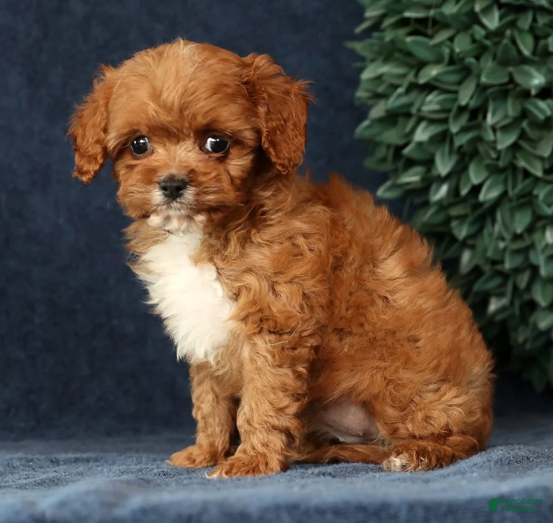 Cavapoo dogs for sale: Iris - Ad 7