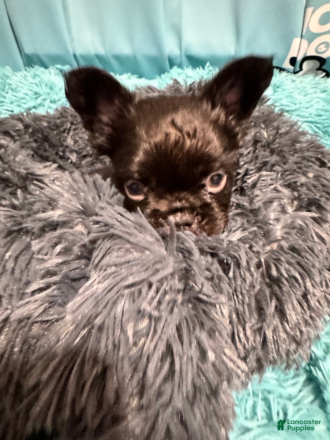 French Bulldog dogs for sale: Nacho - Ad 4