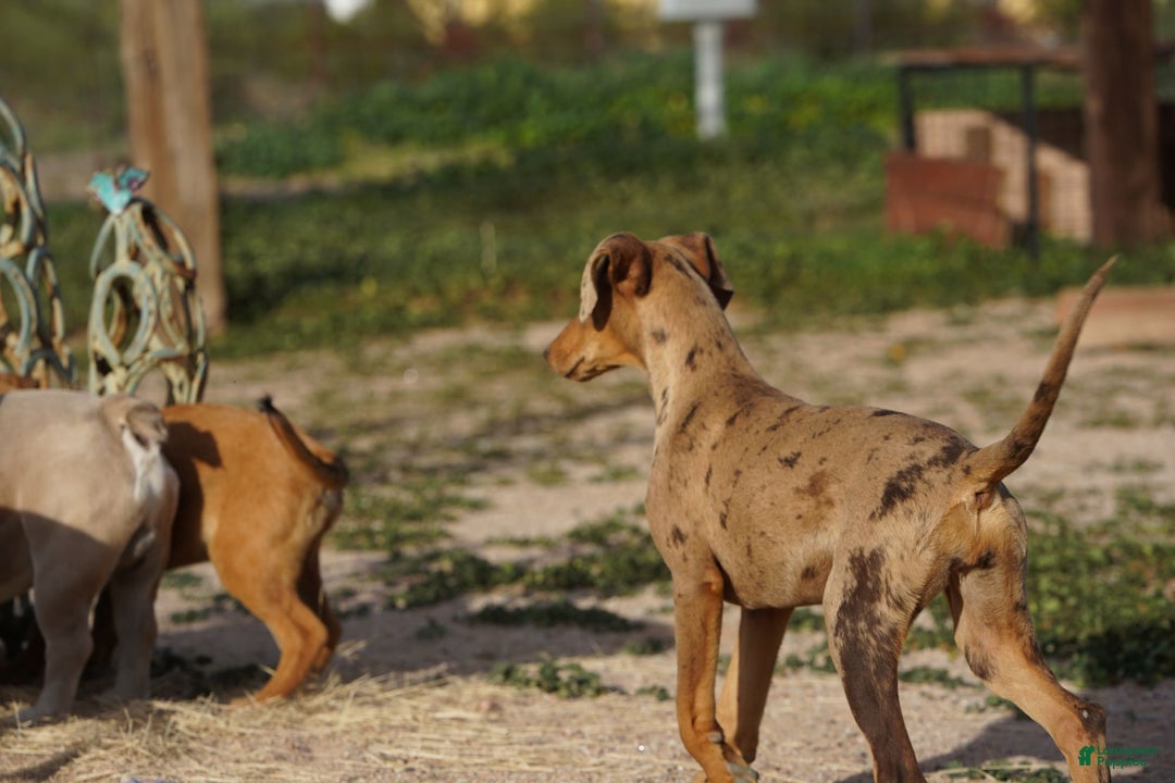 Mixed Breed dogs for sale: POL Lilac Fawn Merle F RT - Ad 5