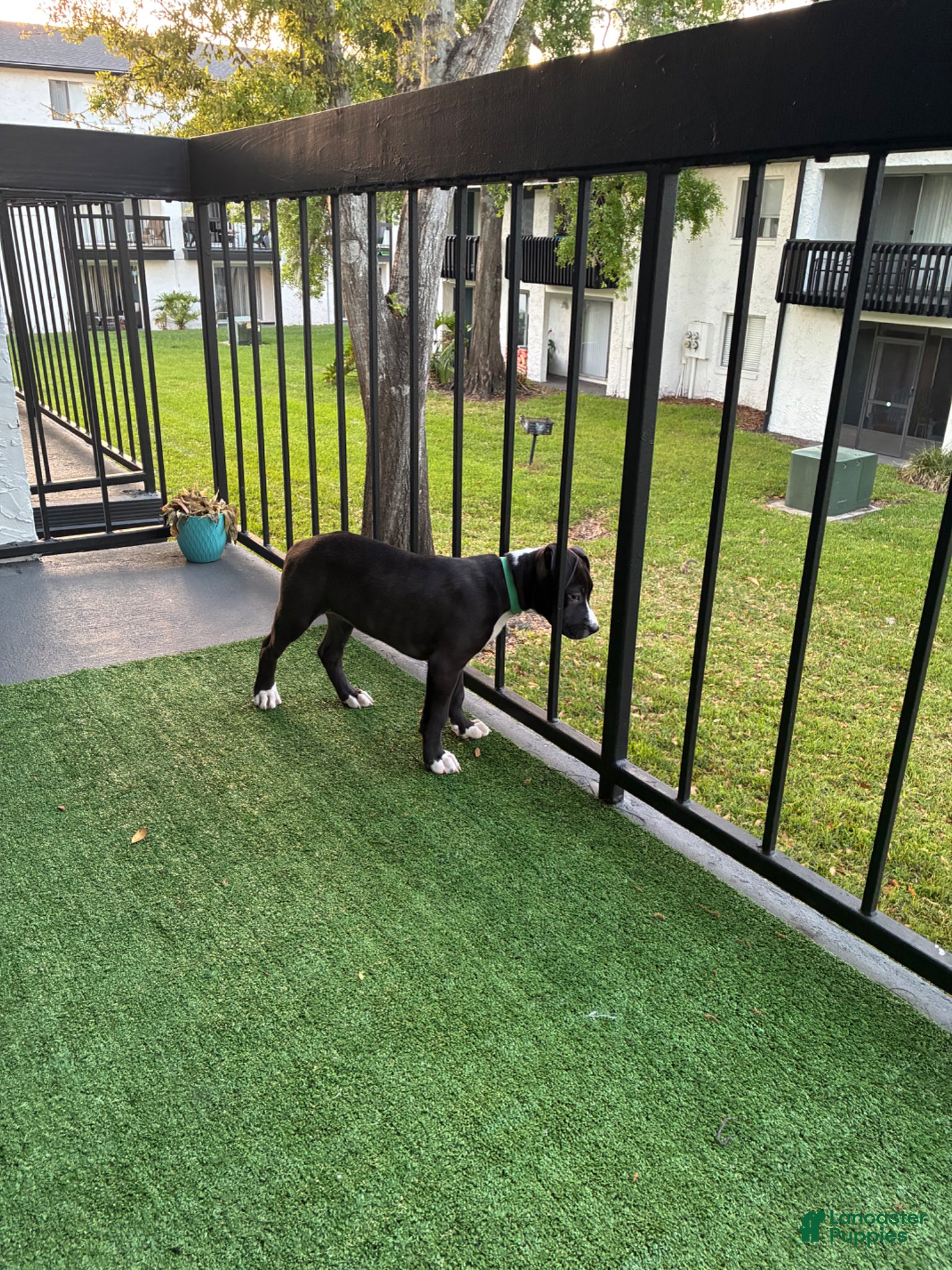 American Staffordshire Terrier dogs American Staffordshire Terrier Puppy 1 - Ad 2