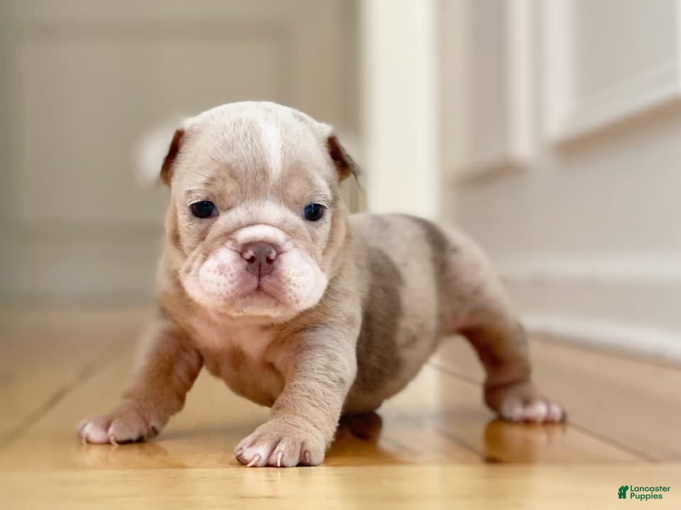 English Bulldog dogs ENGRID - Ad 25