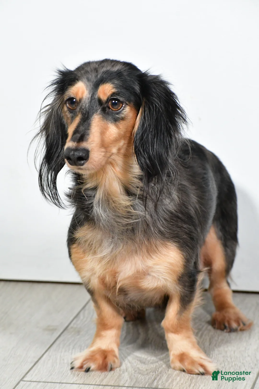 Miniature Dachshund dogs for sale: Alex - Ad 8