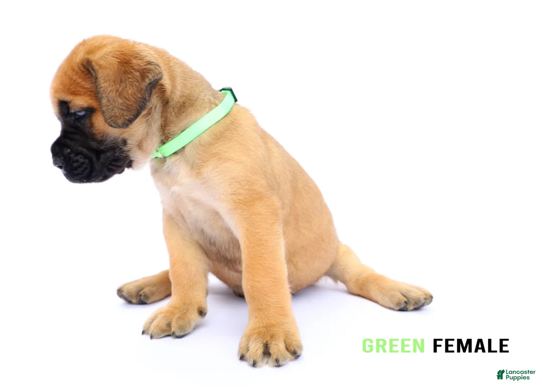 Cane Corso dogs for sale: Green Female - Ad 2