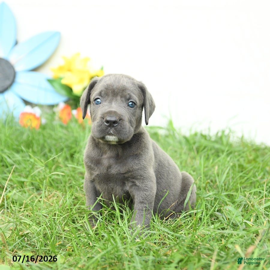 Cane Corso dogs Rodeo - Ad 2