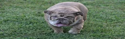 English Bulldog dogs for sale: Big girl  - Ad 3