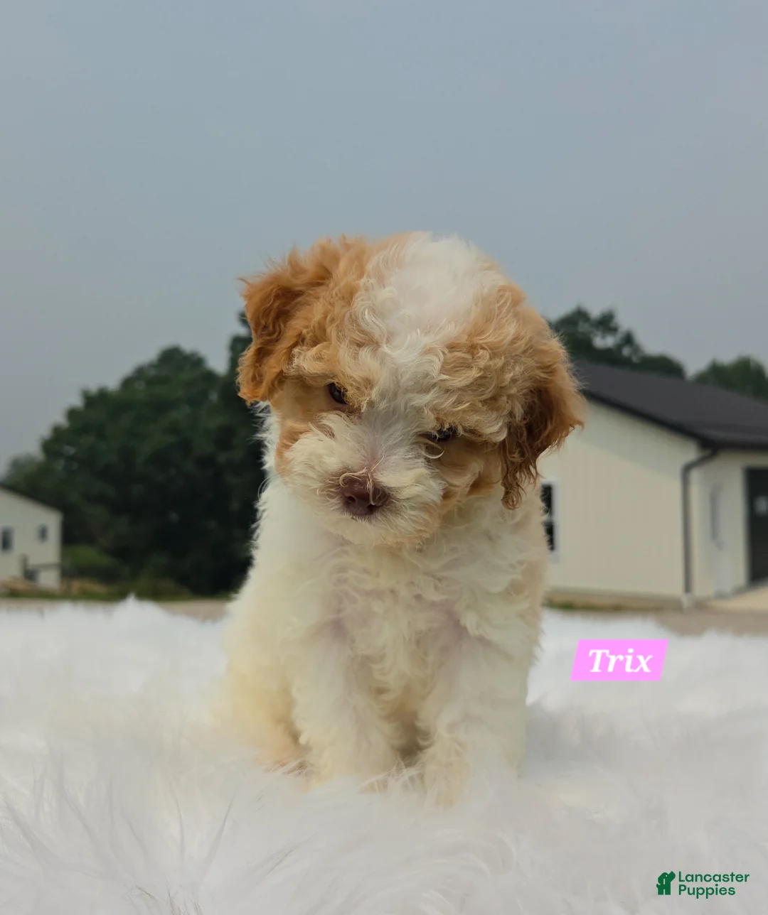 Maltipoo dogs for sale: Trix - Ad 5