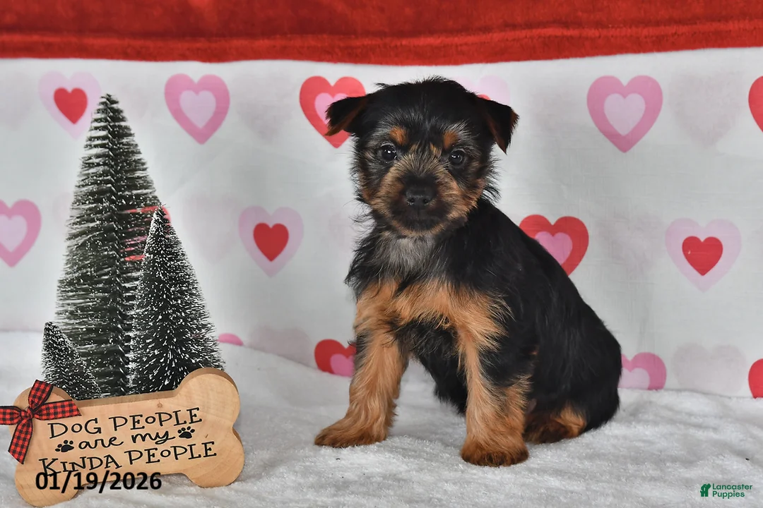Yorkshire Terrier dogs for sale: Amy - Ad 1