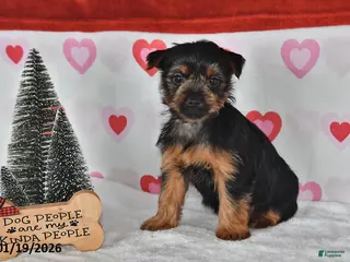 Yorkshire Terrier dogs Amy - Ad 35